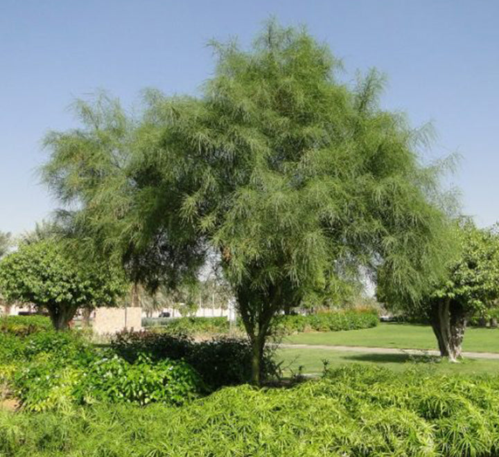 Parkinsonia aculeata, Jerusalem thorn tree