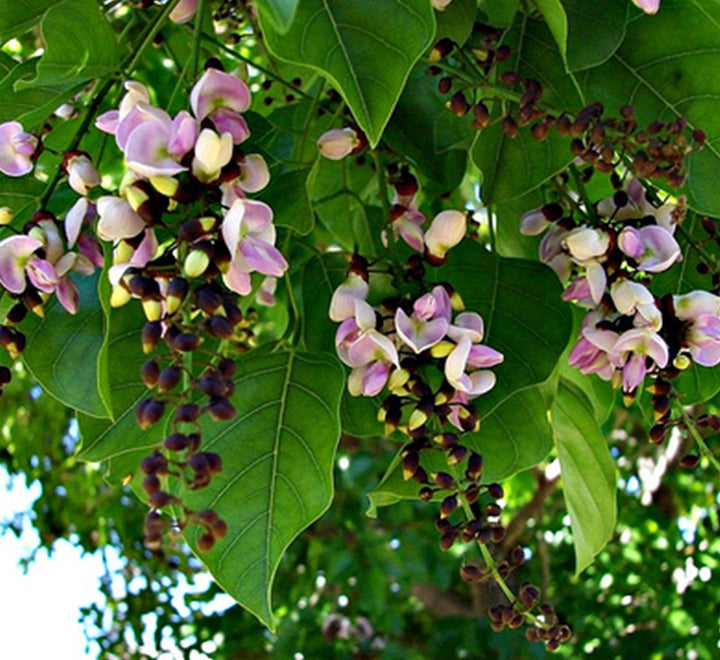 Pongamia glabra or Pongame oil Tree