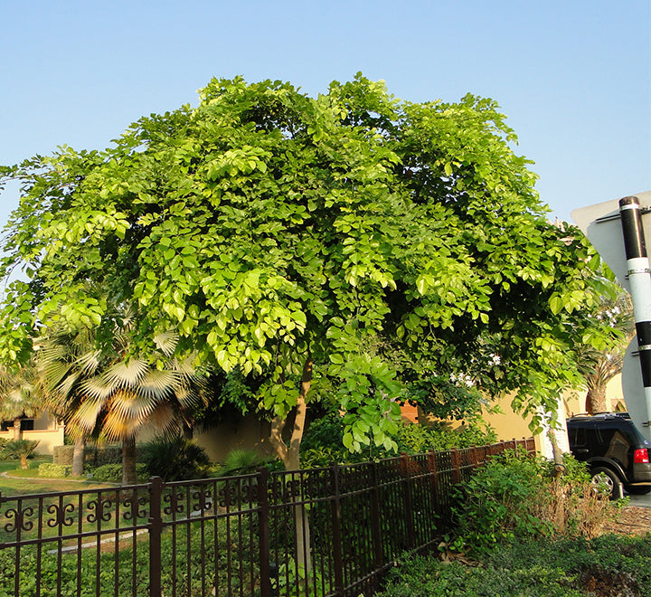 Pongamia glabra or Pongame oil Tree
