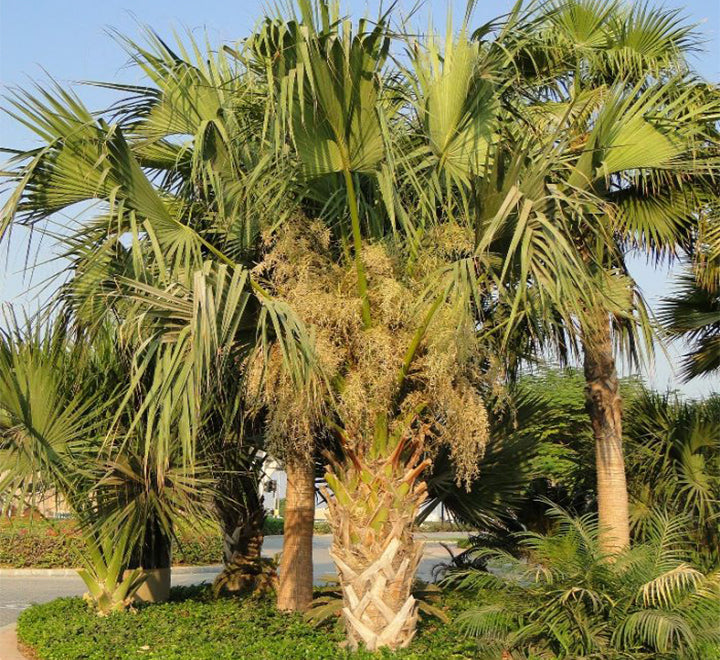Sabal palmetto | Cabbage Palmetto, Sabal Palm, Carolina Palmetto 2.0-2.5m Height