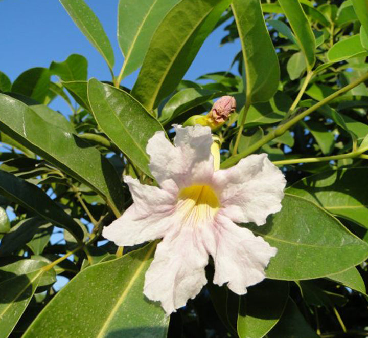 Tabebuia rosea "Rosy trumpet tree"