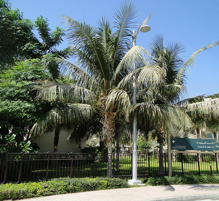 Cocos nucifera "Coconut Palm" نخلة جوز الهند