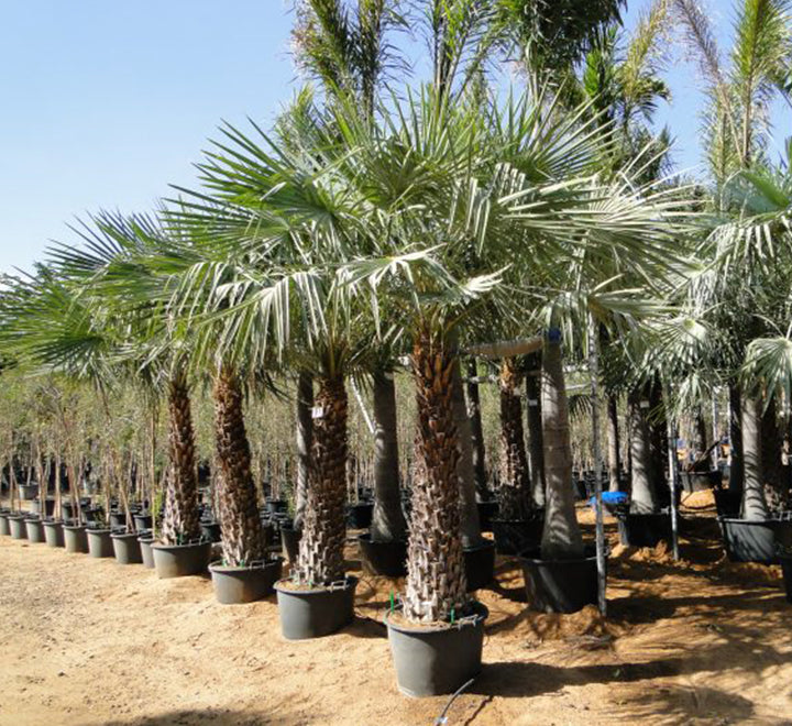 Copernicia pruniferea "Wax Palm"