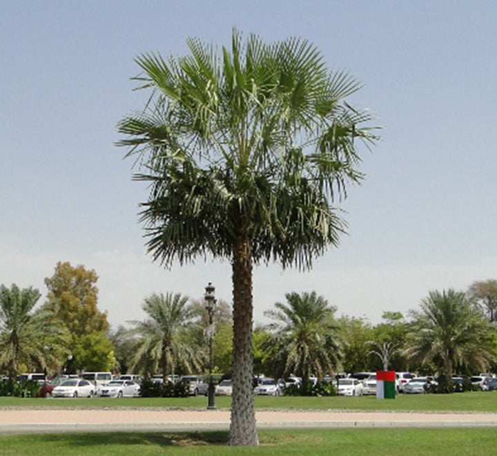 Copernicia pruniferea "Wax Palm"