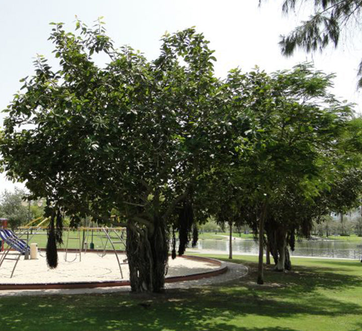 Ficus Benghalensis "Banyan Fig"