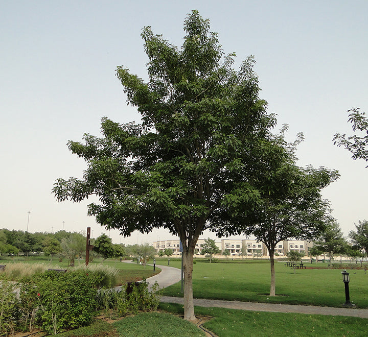 Tabebuia pentaphylla "Trumpet Tree or Pink Poui"