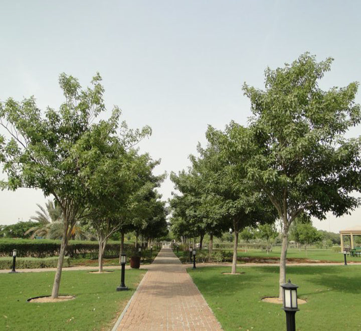 Tabebuia pentaphylla "Trumpet Tree or Pink Poui"