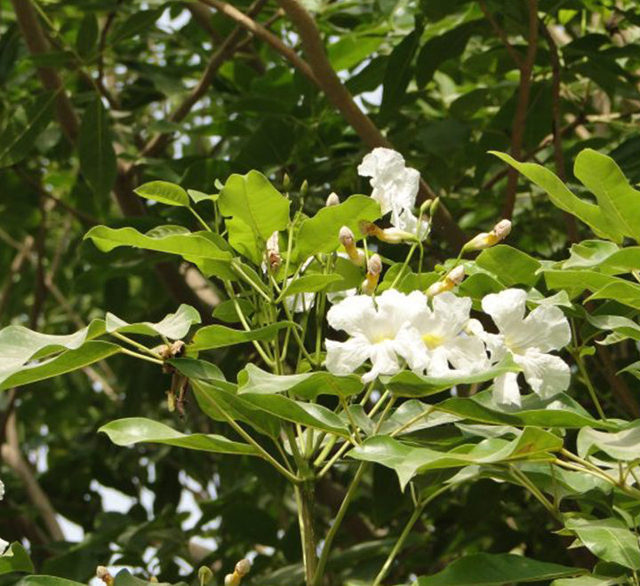 Tabebuia pentaphylla "Trumpet Tree or Pink Poui"