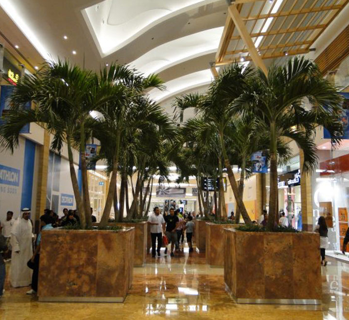 Veitchia merrillii "Manila Palm"