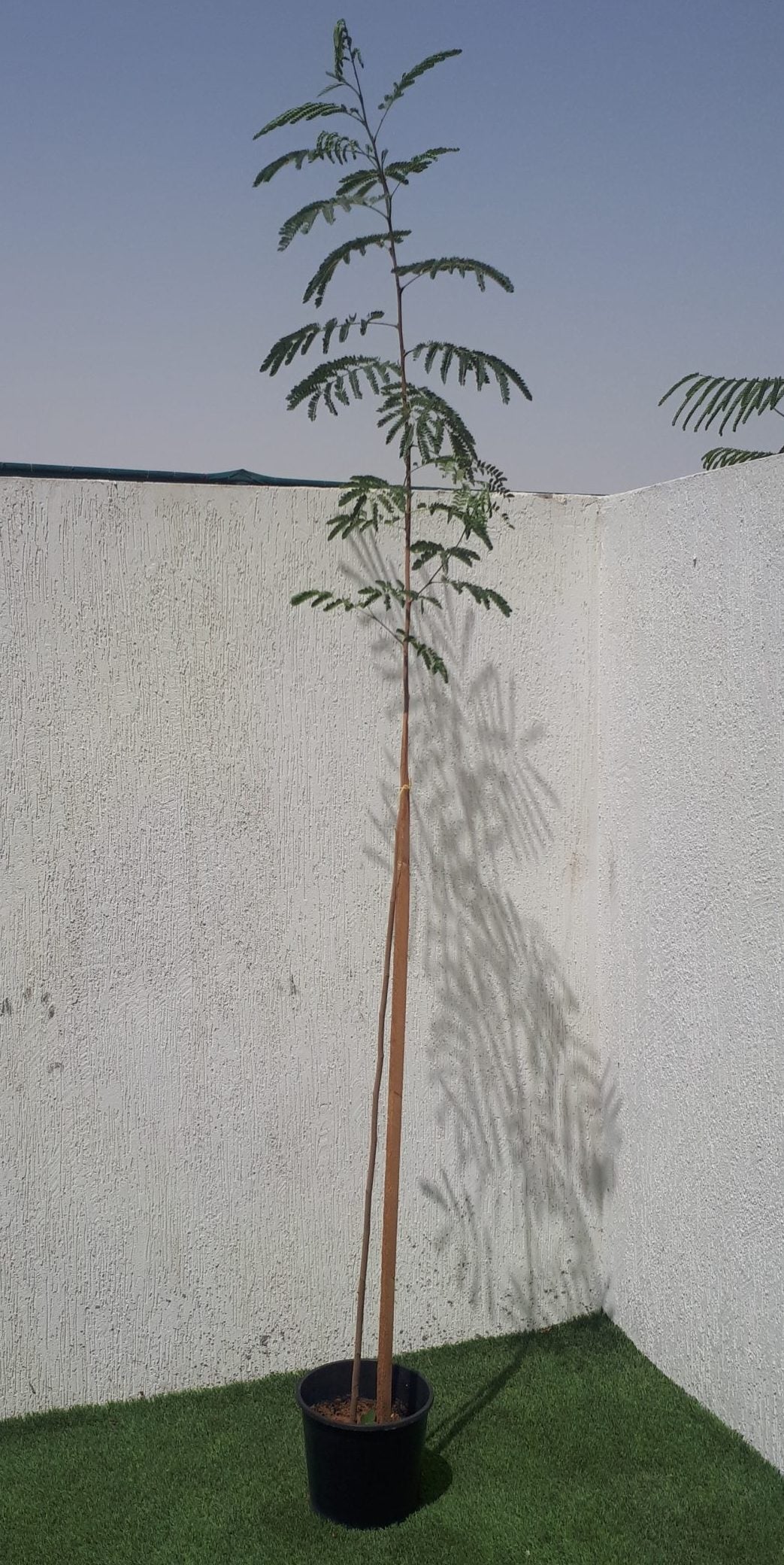 Leucaena Leucocephala "White Leadtree, River Tamarind" 1.5-2.0m
