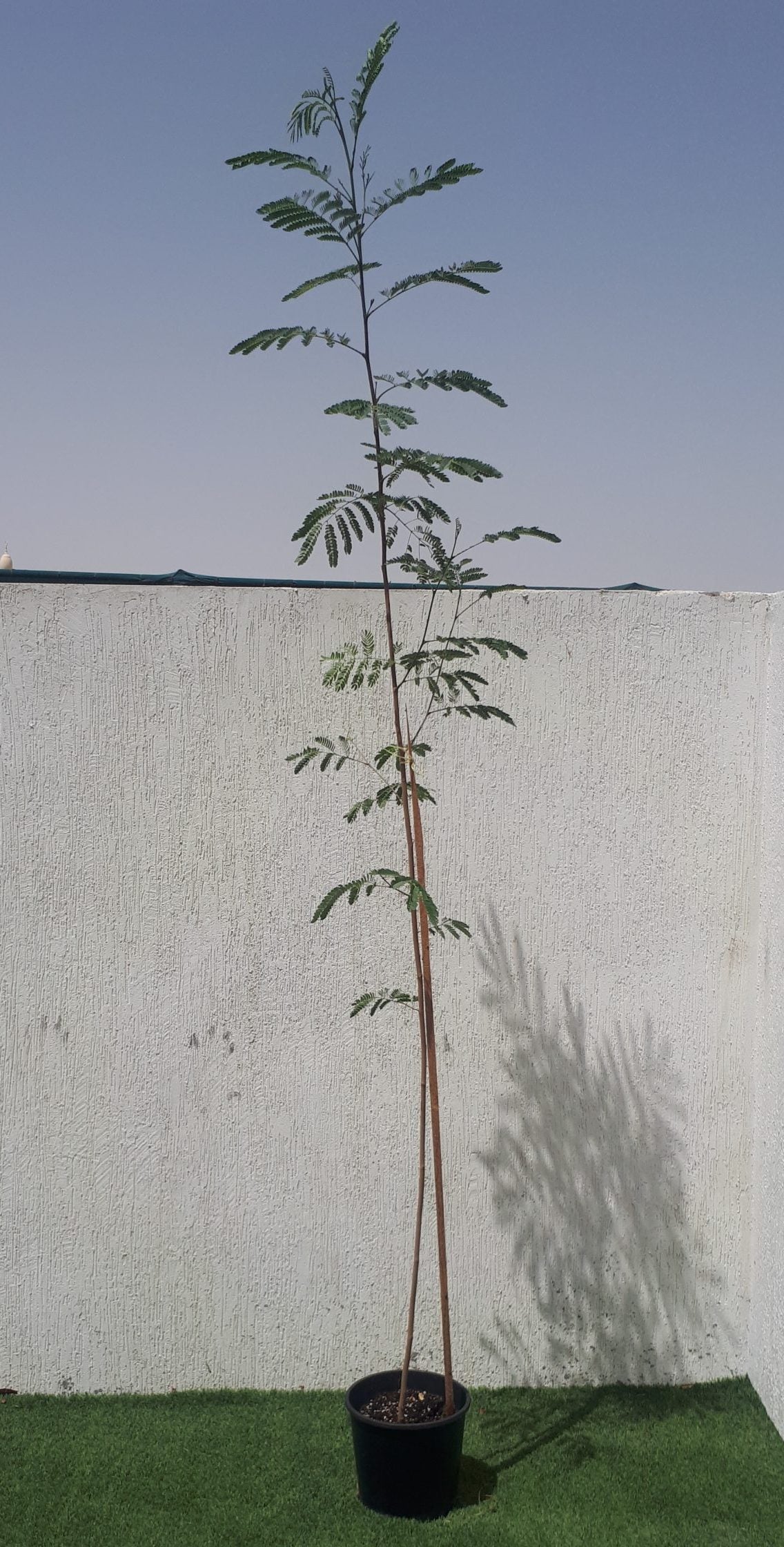 Leucaena Leucocephala "White Leadtree, River Tamarind" 1.5-2.0m