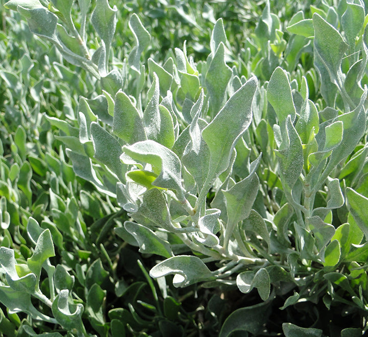 Atriplex semibaccata or Salt Bush