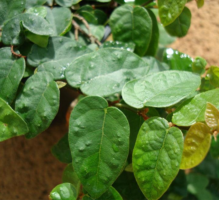 Ficus pumila or Climbing fig