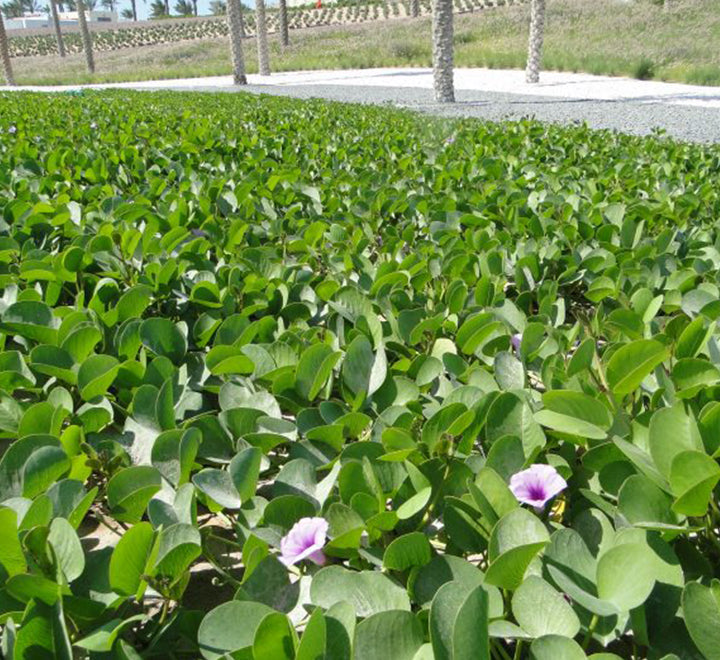 Ipomoea pes-caprae, Railroad Vine or Railway Creeper