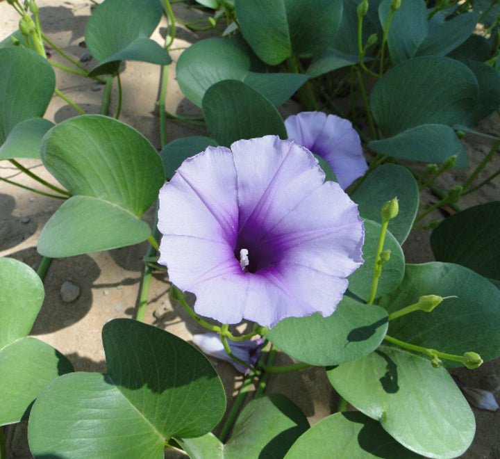 Ipomoea pes-caprae, Railroad Vine or Railway Creeper