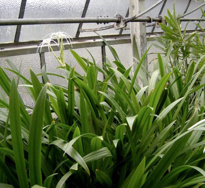 Hymenocallis littoralis or Spider Lilly