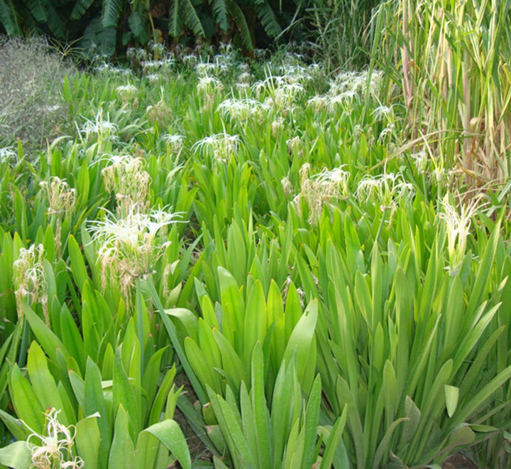 Hymenocallis littoralis or Spider Lilly