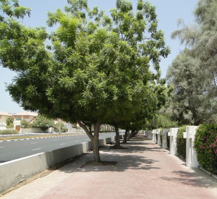 Azadirachta indica "Neem Tree"