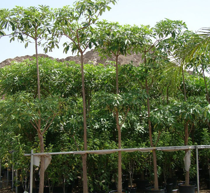 Alstonia scholaris, Indian Pulai, White Cheesewood 3.0 - 3.5m