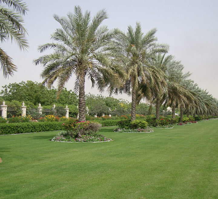 Phoenix dactylifera "Date Palm" النخلة