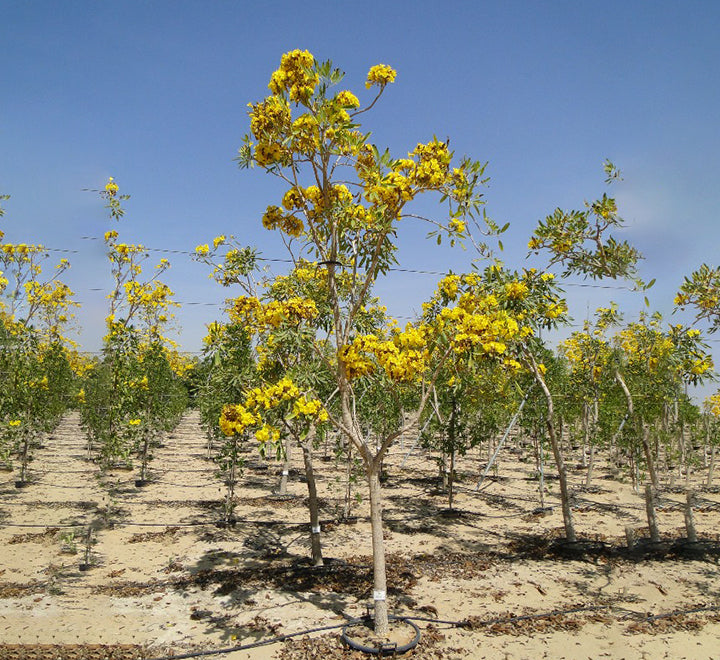 Tabebuia argentea or Golden Bell Tree