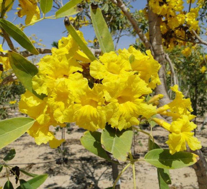 Tabebuia argentea or Golden Bell Tree