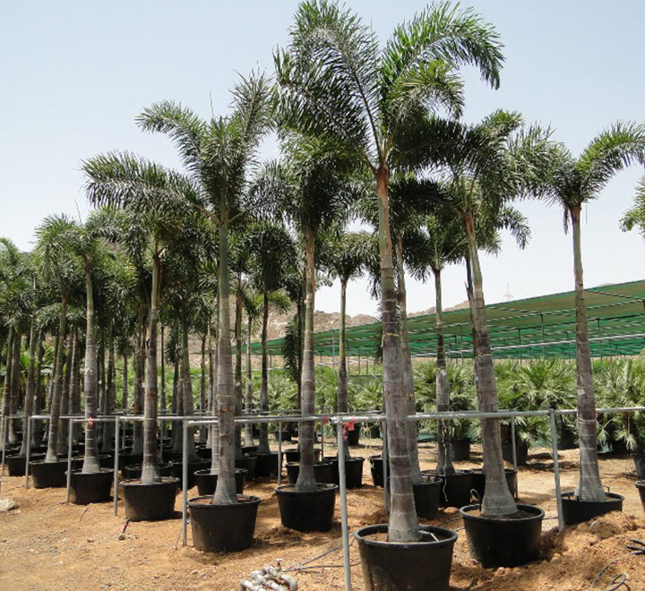 Wodyetia bifurcata "Foxtail Palm" ثعلب النخيل