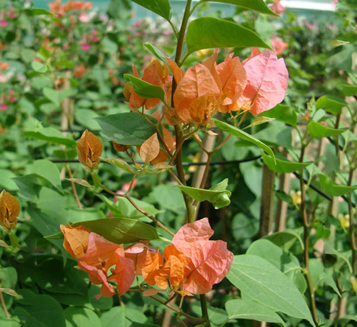Bougainvillea spectabilis “30 to 160cm” Orange