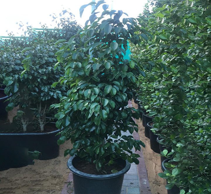 Ficus benjamina "Weeping Fig" 130-150cm