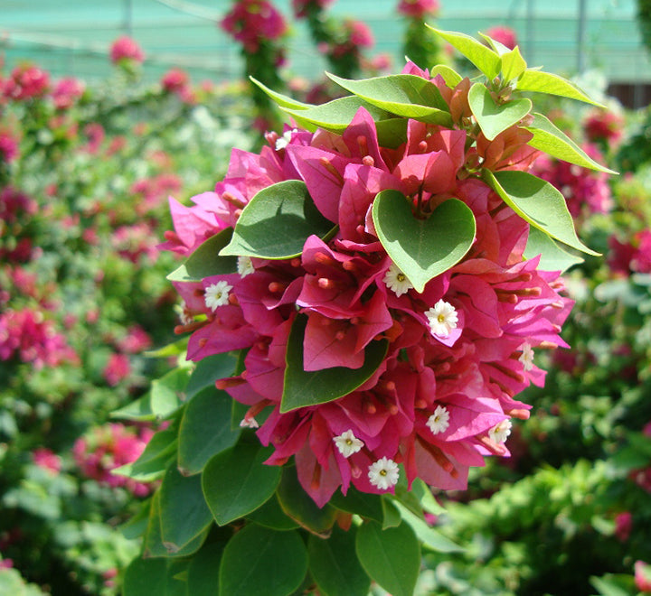 Bougainvillea "Pink Pixie"