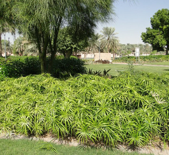 Cyperus alternifolius "Umbrella Sedge"