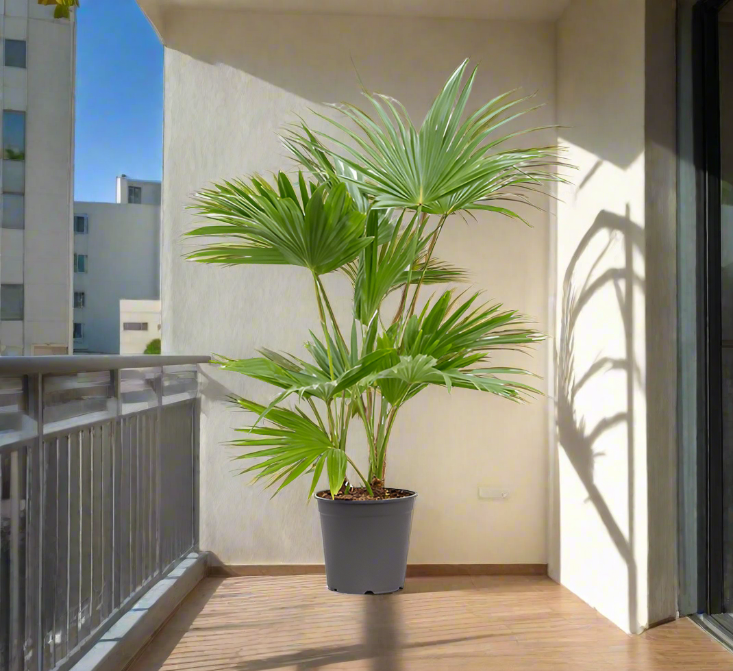Livistona chinensis "Chinese Fan Palm or Fountain Palm"