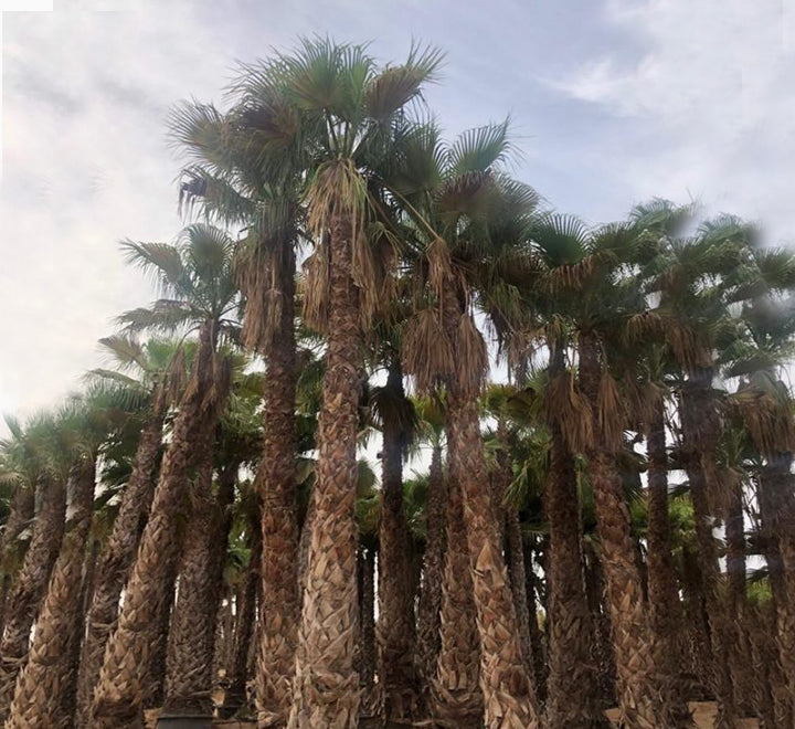 Washingtonia robusta "Mexican Fan Palm"