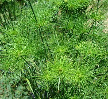 Cyperus haspan or dwarf Cyperus
