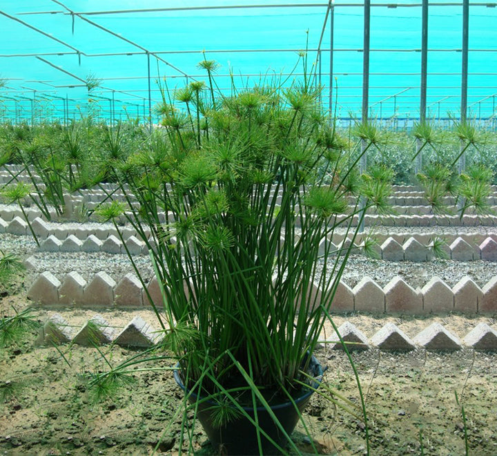 Cyperus haspan or dwarf Cyperus