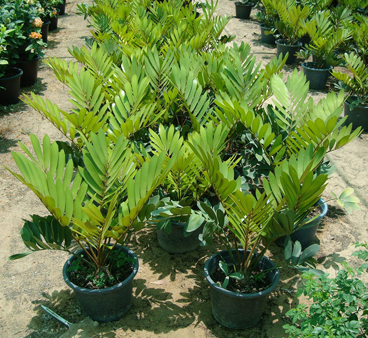 Zamia furfuracea or Cardboard Palm 0.5-0.7m overall