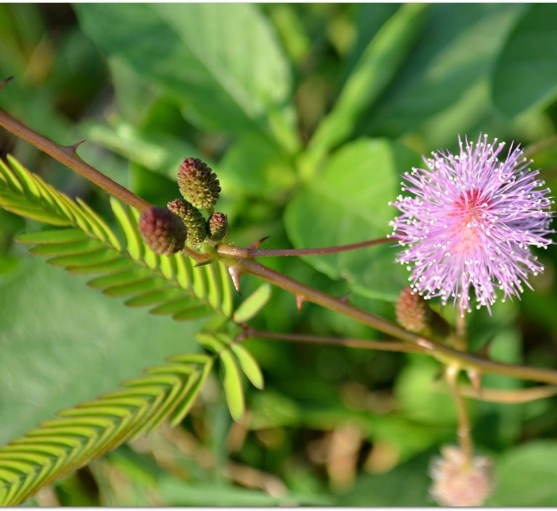 Touch-me-not "Mimosa pudica"