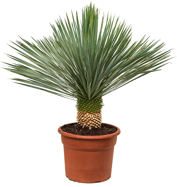Beaked Yucca "Yucca Rostrata"