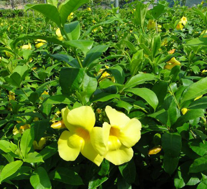 Allamanda cathartica or Golden trumpet 70 - 90cm