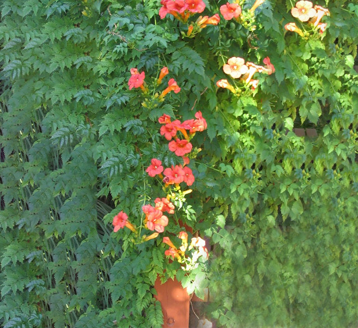 Campsis radicans "Trumpet Vine"