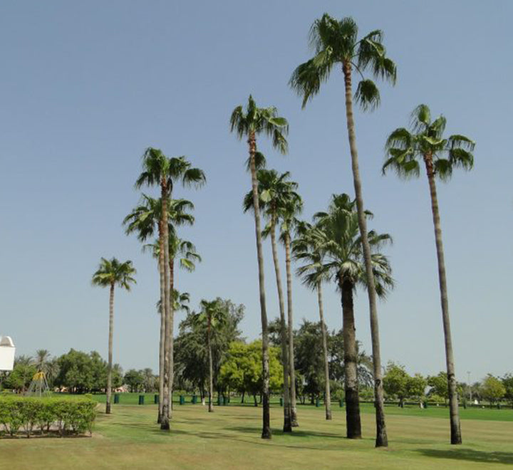 Livistona chinensis "Chinese Fan Palm or Fountain Palm"