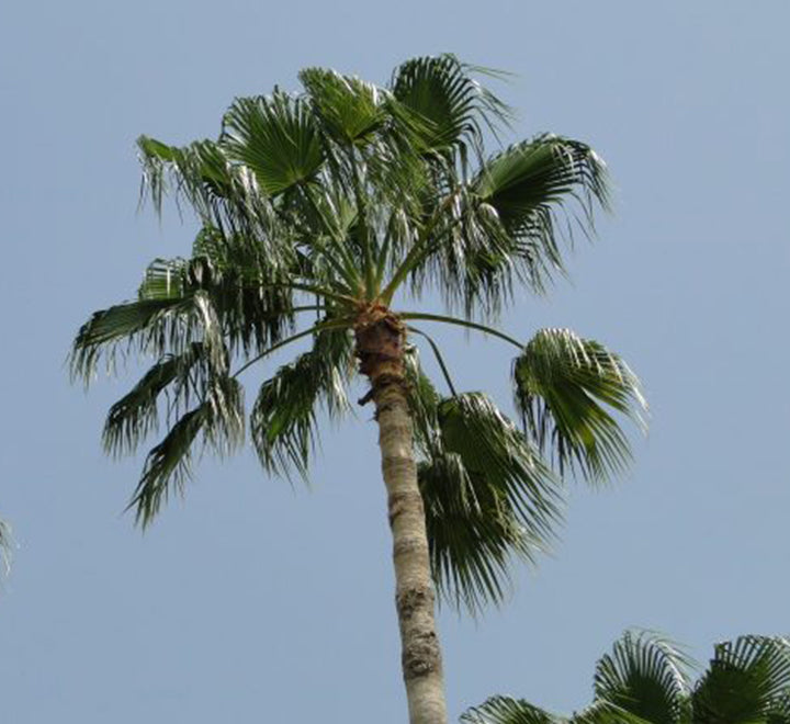 Livistona chinensis "Chinese Fan Palm or Fountain Palm"