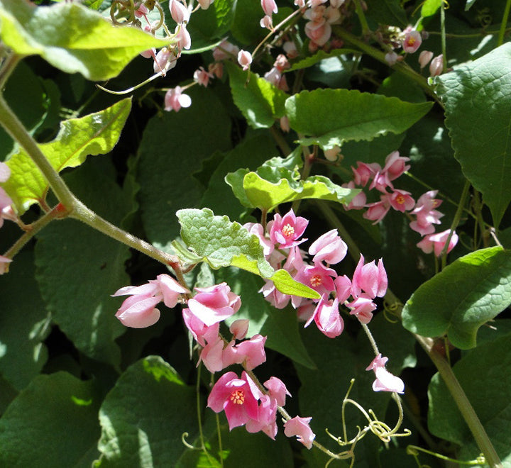 Antigonon leptopus or Coral vine "Mexican creeper" 80 - 100cm