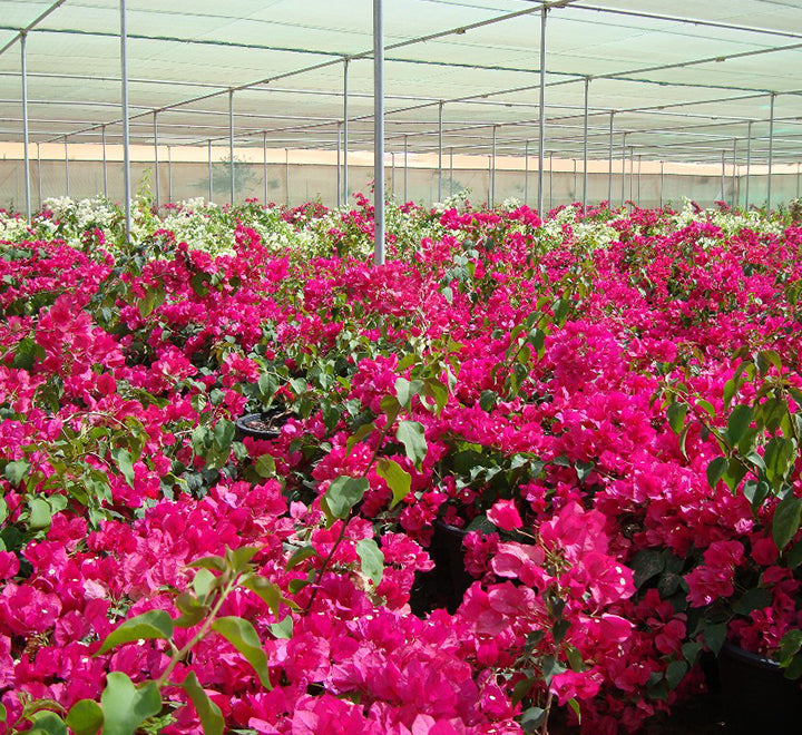 Bougainvillea spectabilis “30 to 160cm” Dark Pink