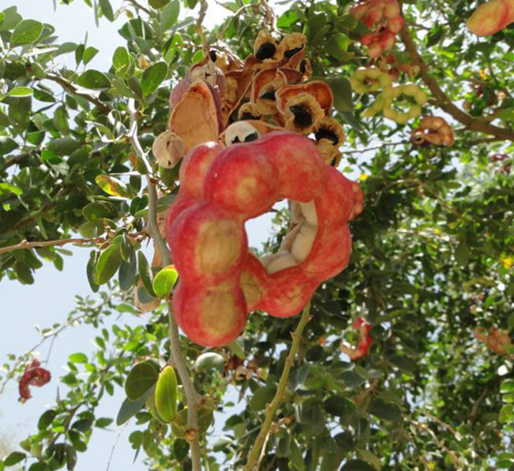 Pithecellobium dulce, Jungle JalebI or Madras Thorn