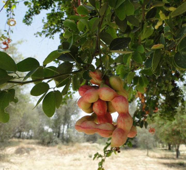 Pithecellobium dulce, Jungle JalebI or Madras Thorn