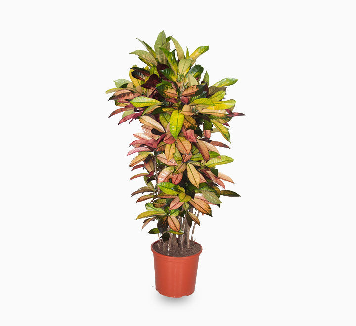 Codiaeum variegatum (Croton), Mrs Iceton