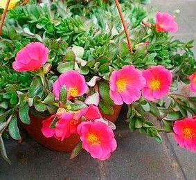 Portulaca Umbraticola "Hanging" Wingpod purslane