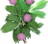 Touch-me-not "Mimosa pudica"