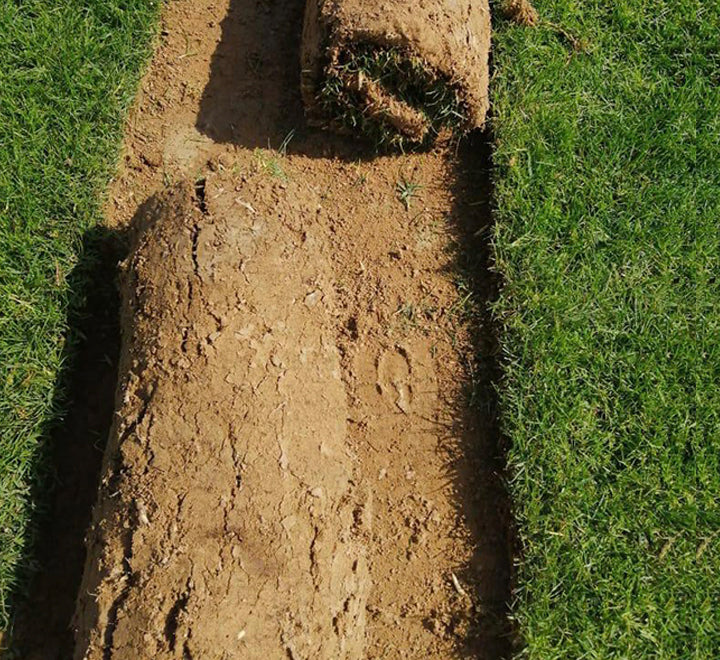 Natural Carpet Paspalum Grass "Paspalium vaginatum"